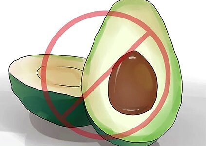 avokado-sobake авокадо собаке